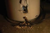 An example of the sediment that can build up in a water heater