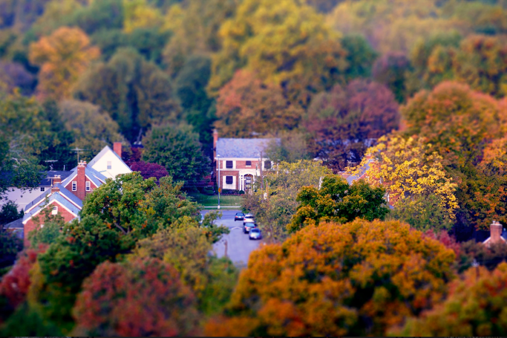 Fall leaves in Raleigh, NC