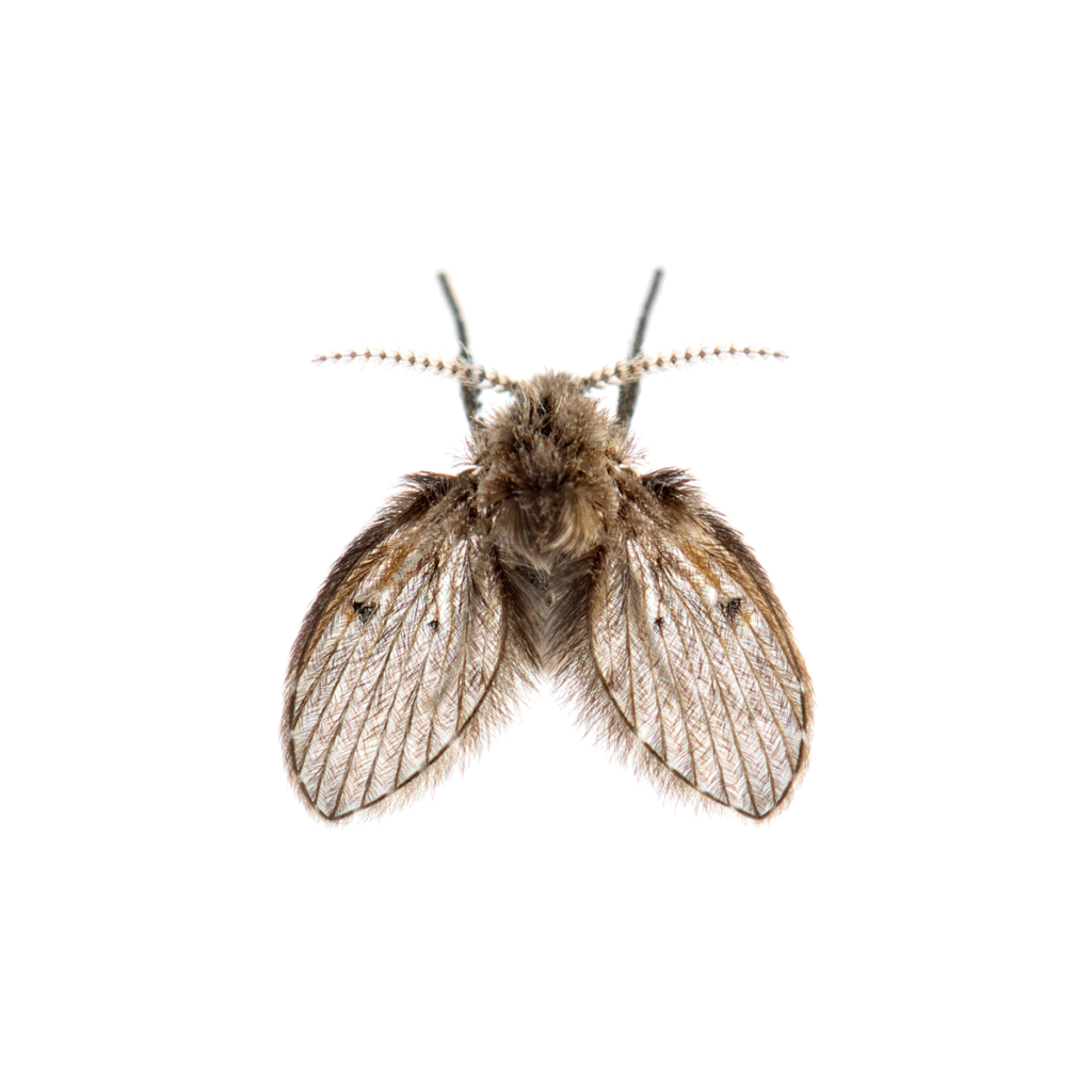 Drain fly